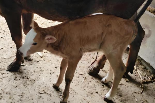 牛的生长周期是多久,通常是十二个月