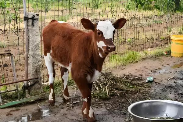 牛的生长周期是多久,通常是十二个月