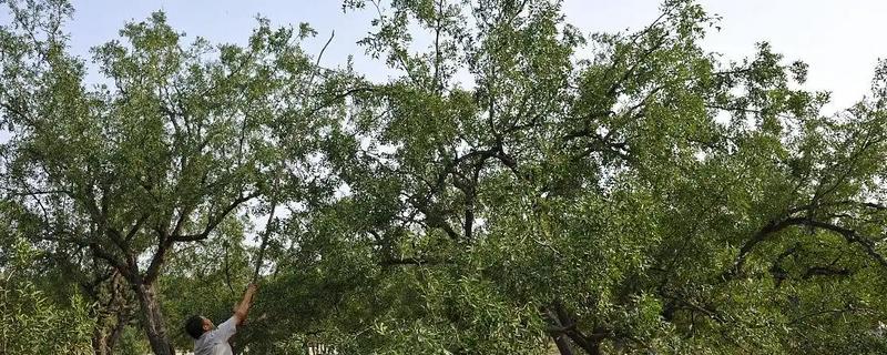 枣树的拉枝角度，上部枝条成80-100°角