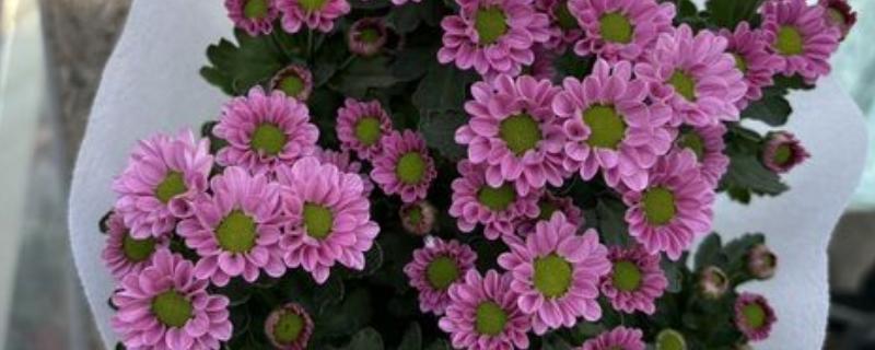 小雏菊买回来就蔫了如何解决，浇水时需让水分沿着花盆壁流下