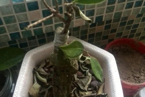 榕树干枯叶子掉光了还有没有救，根系有活性便可活
