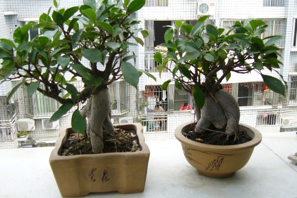 榕树干枯叶子掉光了还有没有救，根系有活性便可活