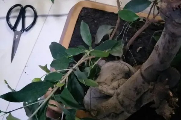 榕树干枯叶子掉光了还有没有救，根系有活性便可活