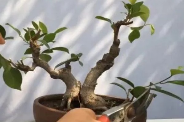 榕树干枯叶子掉光了还有没有救，根系有活性便可活