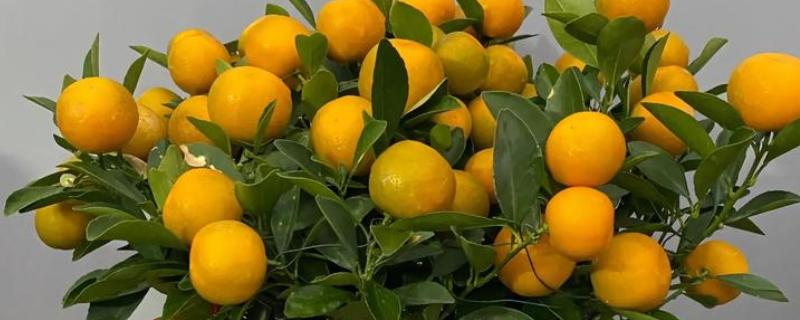 桔树怎样修剪才有桔子，剪完后要为其施加腐熟的有机液肥
