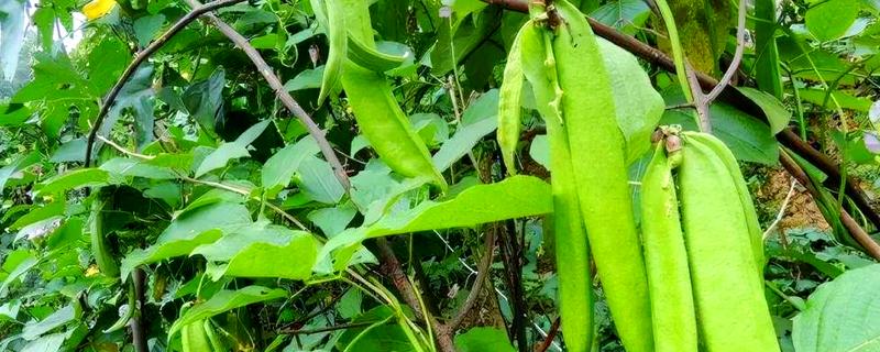 刀豆在几月份成熟，在3月份、7月份、9月份达到成熟期
