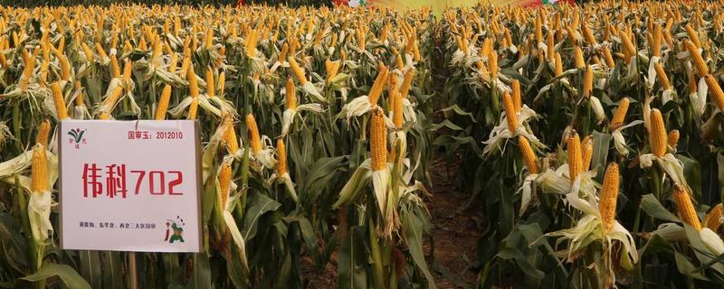 哪个玉米品种好，推荐伟科702、联创808等