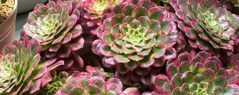 法师秋天多少天可以服盆，7天可以服盆