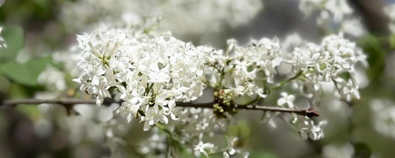 白丁香的寓意，寓意青春、纯洁、欢笑
