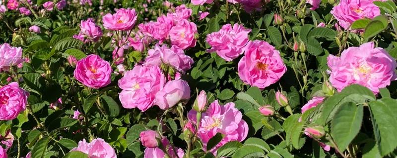 哪个可食用玫瑰品种好，推荐大马士革玫瑰、平阴玫瑰等