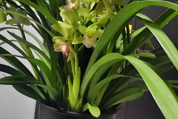 如何养殖香兰，生长盛期需浇足水