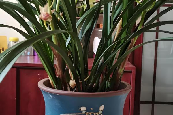 如何养殖香兰，生长盛期需浇足水