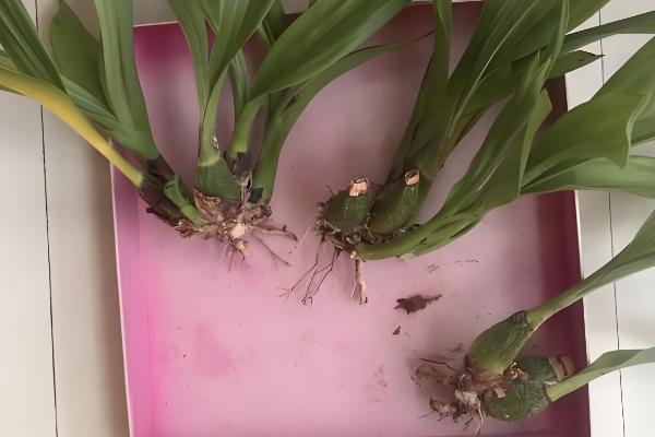 如何养殖香兰，生长盛期需浇足水