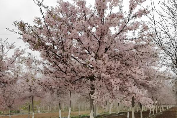 河津樱的嫁接方法,把接穗插入砧木中并用塑料袋绑实