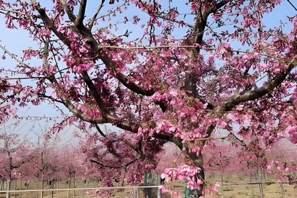 河津樱的嫁接方法,把接穗插入砧木中并用塑料袋绑实