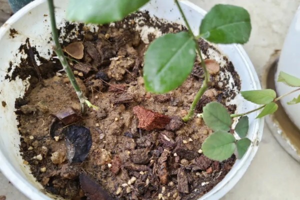 月季扦插黑杆的原因,可能是土壤不透气所致