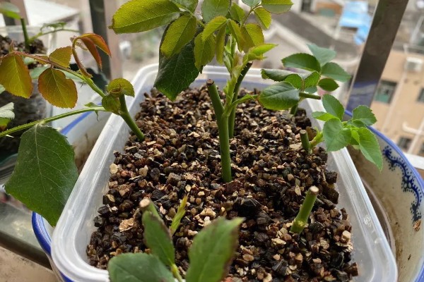 月季扦插黑杆的原因,可能是土壤不透气所致