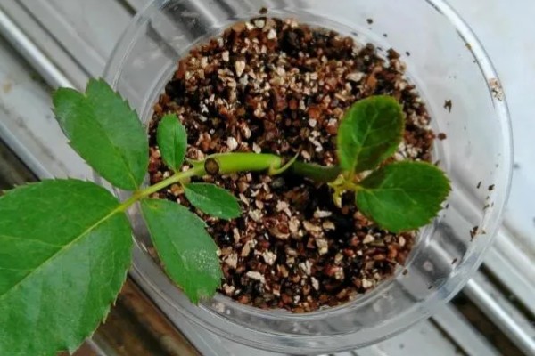 月季扦插黑杆的原因,可能是土壤不透气所致