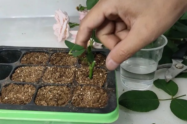 月季扦插黑杆的原因,可能是土壤不透气所致