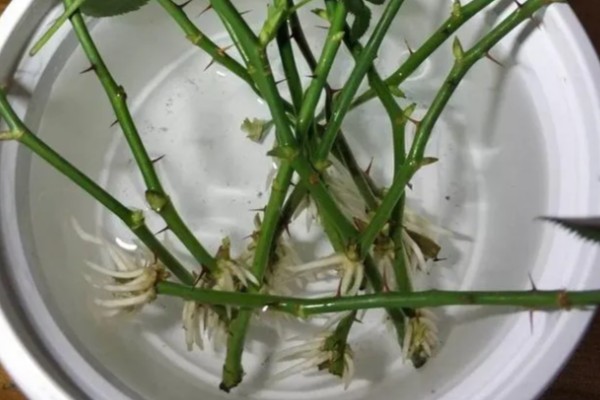 月季扦插黑杆的原因,可能是土壤不透气所致