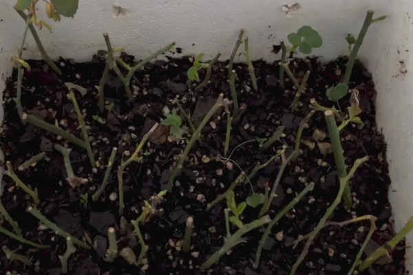 月季扦插黑杆的原因,可能是土壤不透气所致