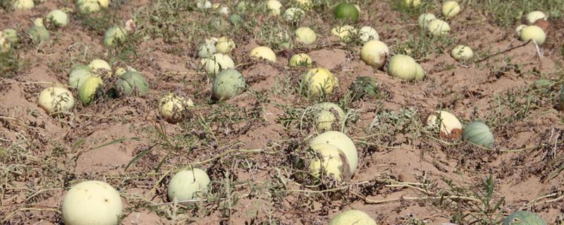 打瓜能在家里种吗，可以在家里种植