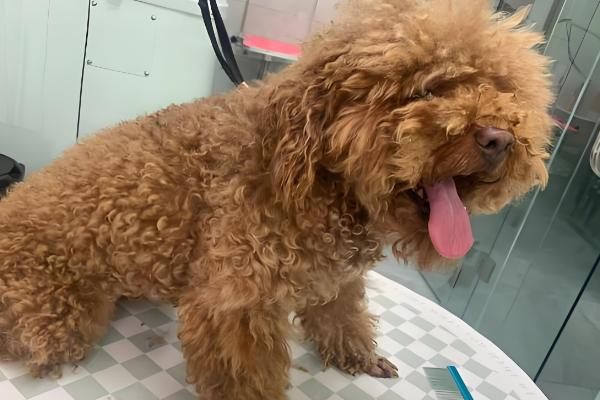 狗毛打结成硬疙瘩的原因,一般是长期未打理、发生皮肤病所致