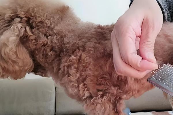 狗毛打结成硬疙瘩的原因,一般是长期未打理、发生皮肤病所致