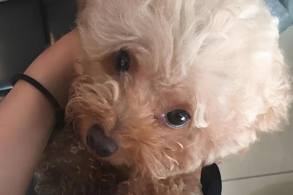 狗毛打结成硬疙瘩的原因,一般是长期未打理、发生皮肤病所致