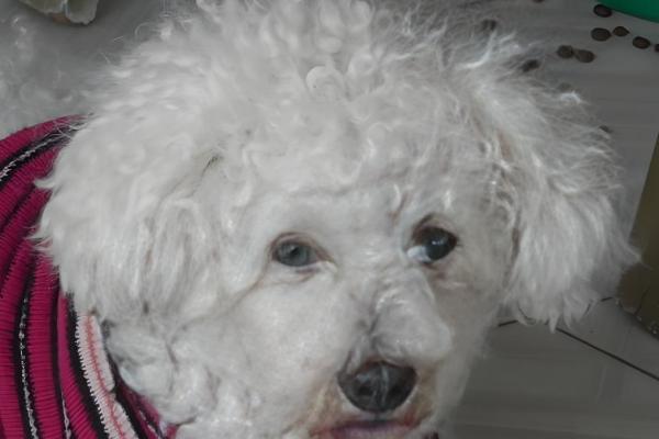 狗毛打结成硬疙瘩的原因,一般是长期未打理、发生皮肤病所致