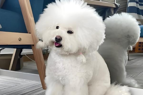 狗毛打结成硬疙瘩的原因,一般是长期未打理、发生皮肤病所致