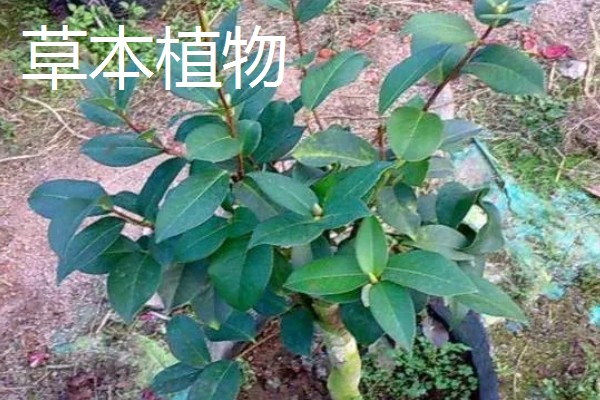 木本植物与草本植物有什么区别，株形、茎部结构等方面都不同