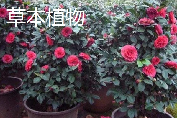 木本植物与草本植物有什么区别，株形、茎部结构等方面都不同