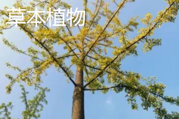 木本植物与草本植物有什么区别，株形、茎部结构等方面都不同