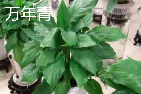 木本植物与草本植物有什么区别，株形、茎部结构等方面都不同