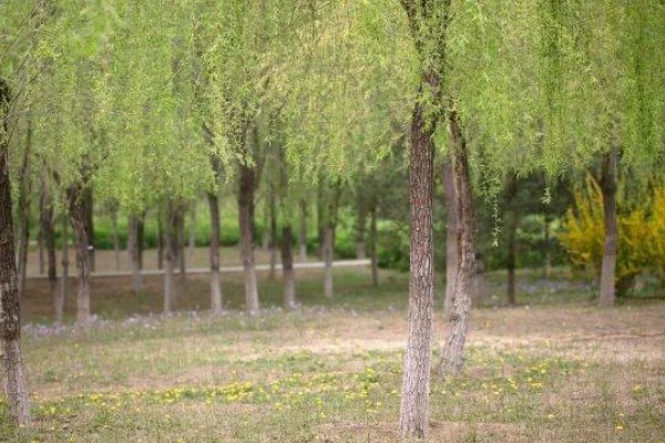 木本植物与草本植物有什么区别，株形、茎部结构等方面都不同