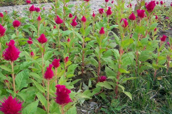 木本植物与草本植物有什么区别，株形、茎部结构等方面都不同