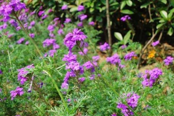 木本植物与草本植物有什么区别，株形、茎部结构等方面都不同