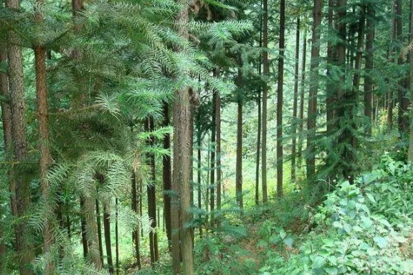 木本植物与草本植物有什么区别，株形、茎部结构等方面都不同