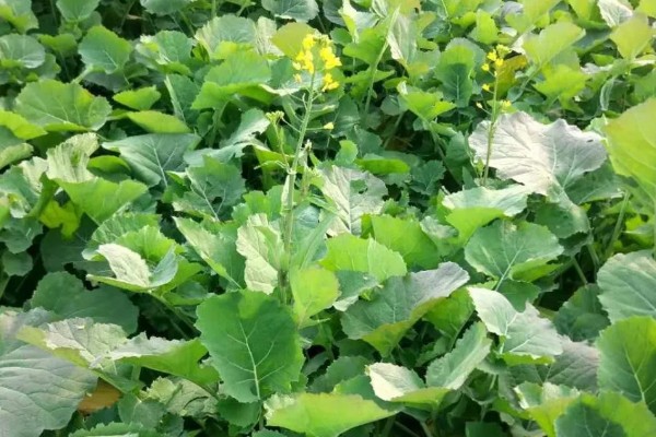 德矮油558油菜适合的种植地，适合在四川省平坝、丘陵地区种植