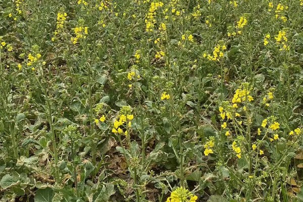 德矮油558油菜适合的种植地，适合在四川省平坝、丘陵地区种植