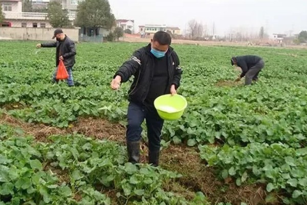 德矮油558油菜适合的种植地，适合在四川省平坝、丘陵地区种植
