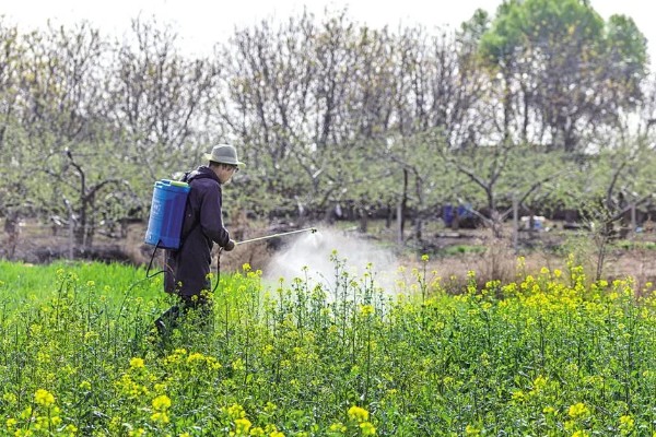 德矮油558油菜适合的种植地，适合在四川省平坝、丘陵地区种植
