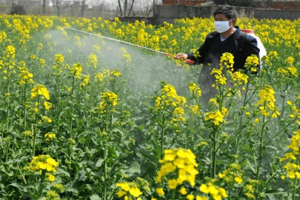 德矮油558油菜适合的种植地，适合在四川省平坝、丘陵地区种植