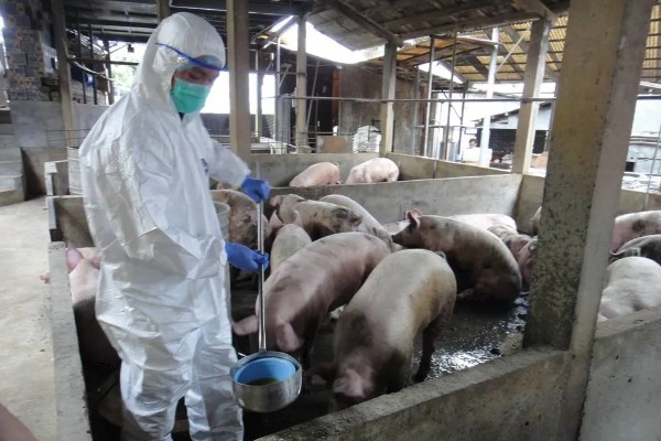 猪瘟的传播途径,可通过人员、饲料等传播