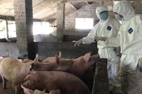 猪瘟的传播途径,可通过人员、饲料等传播