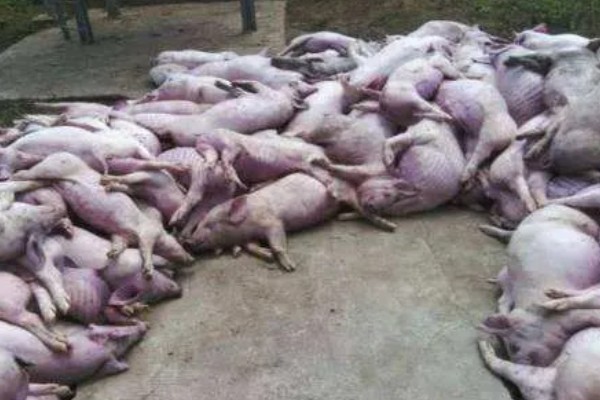 猪瘟的传播途径,可通过人员、饲料等传播