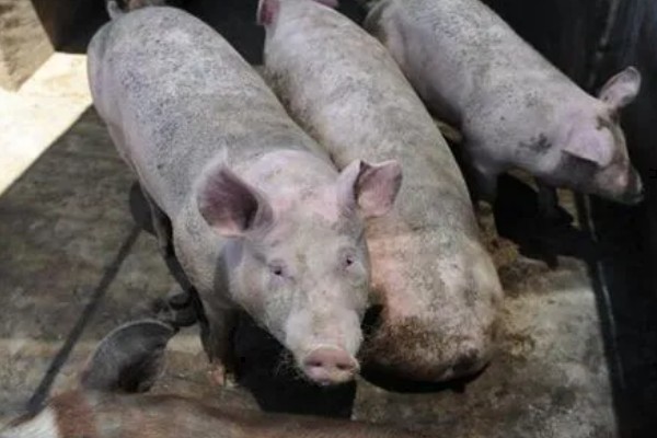 猪瘟的传播途径,可通过人员、饲料等传播