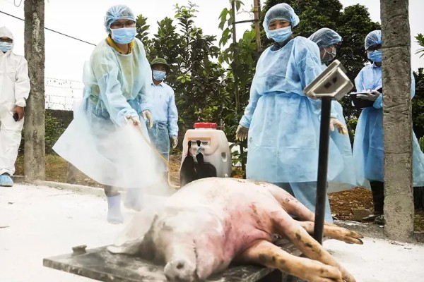 猪瘟的传播途径,可通过人员、饲料等传播