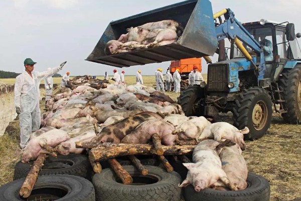 猪瘟的传播途径,可通过人员、饲料等传播